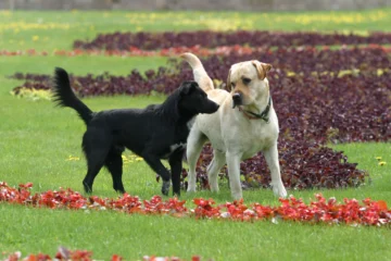 an image of A Brief Understanding Of Fight-Or-Flight In Dogs