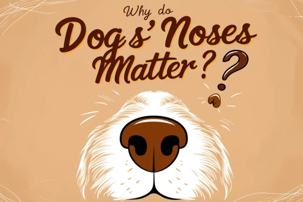 an image of Why Do Dogs’ Noses Matter?​