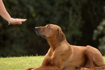 an image of Beyond the Silence: Deaf Dog Stories