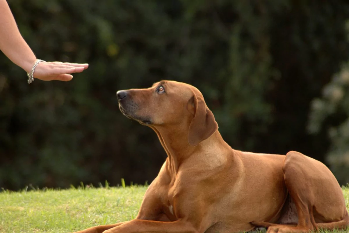 an image of Beyond the Silence: Deaf Dog Stories