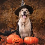 an image of Five Ways To Have A Safe Dog Halloween