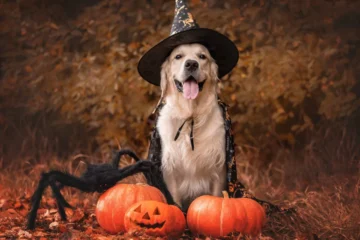 an image of Five Ways To Have A Safe Dog Halloween