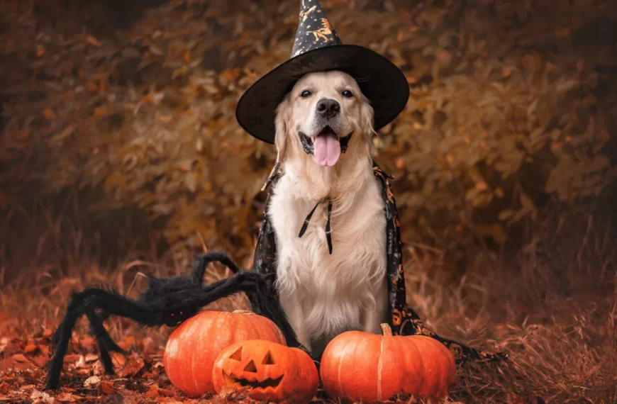 an image of Five Ways To Have A Safe Dog Halloween