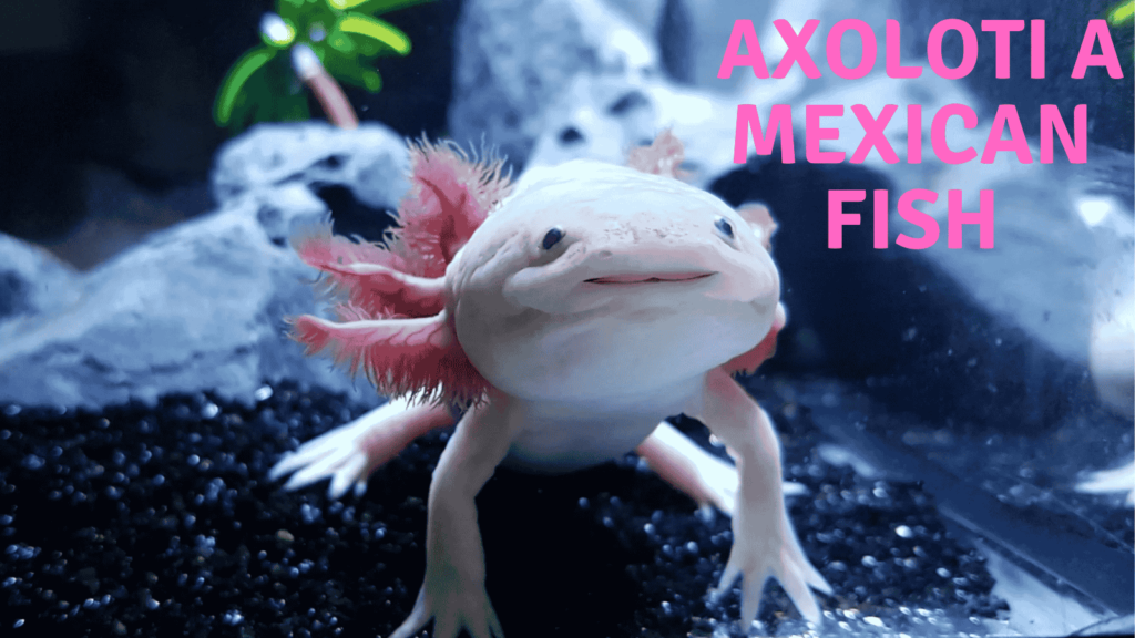 An image of The Axolotl :The So-called ‘Mexican walking Fish