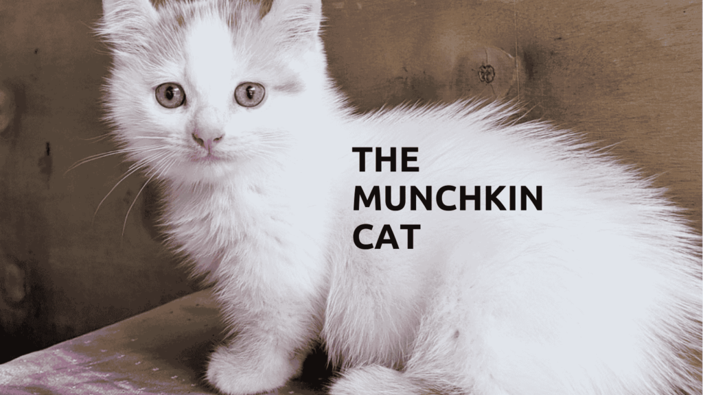 An image of The Munchkin Cat – A Cat with Short Legs