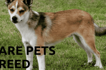 An image of You Won’t Top 10 Extraordinary Rare Pet Breeds Believe Exist 