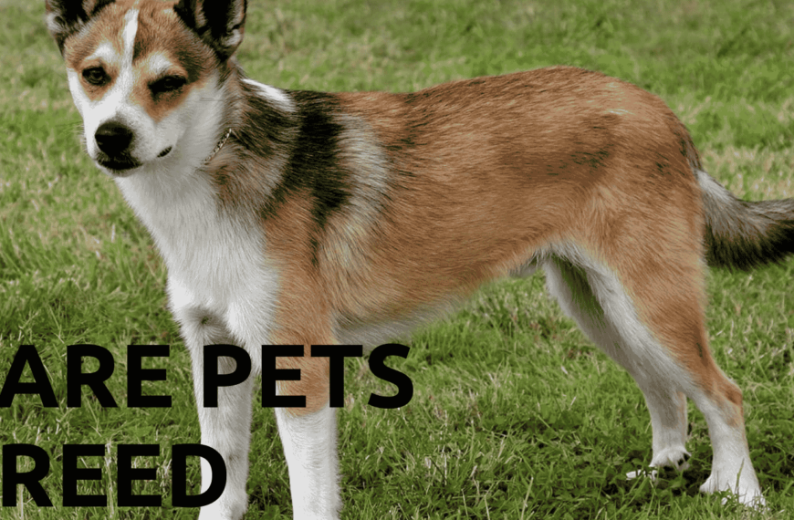 An image of You Won’t Top 10 Extraordinary Rare Pet Breeds Believe Exist 