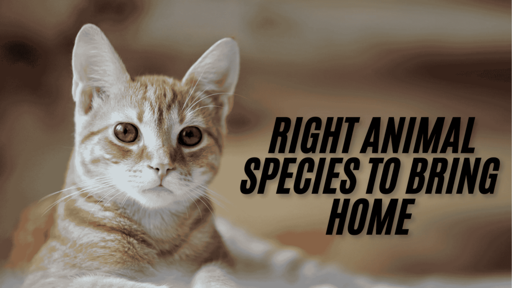 An image of Find Out About The Right Animal Species to Bring Home for the Active, Lively Life You Lead 