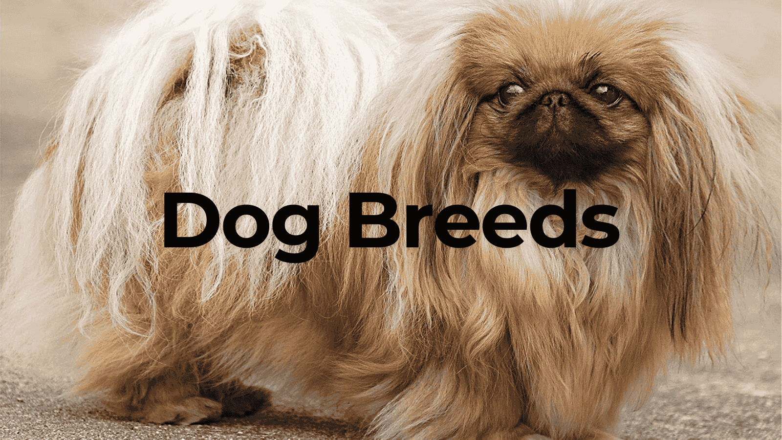 An image of 10 Dog Breeds for Those with Dog Allergies 