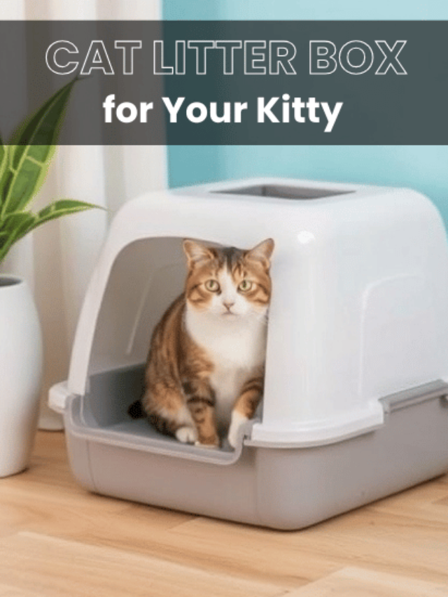 An image of Cat Litter Box