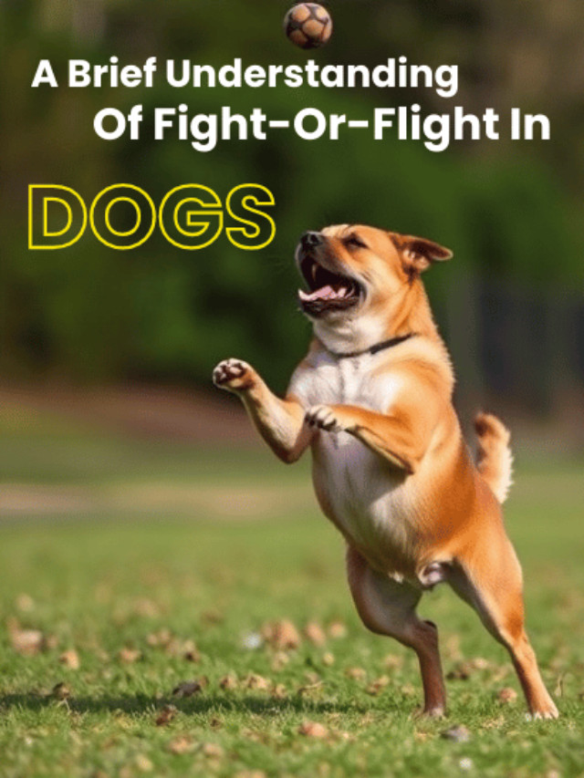 An image of A Brief Understanding Of Fight-Or-Flight In Dogs