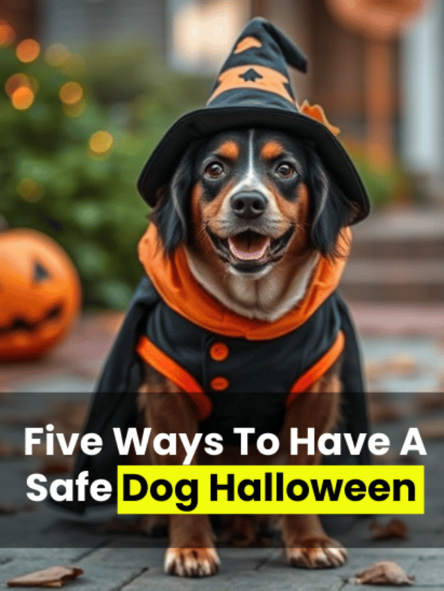 An image of Five Ways To Have A Safe Dog Halloween