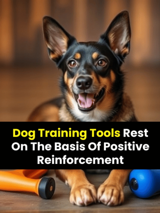 Dog Training Tools Rest On The Basis Of Positive Reinforcement