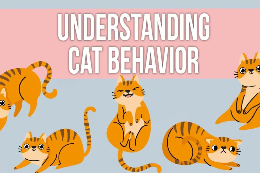 an image of Understanding Cat Behavior