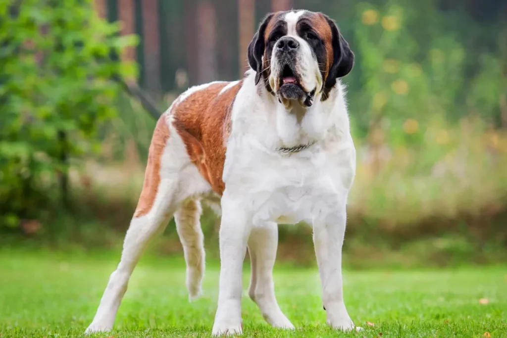 an image of Saint Bernard