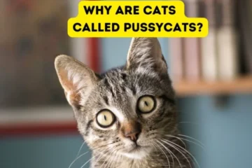 an image of Why Is It Called Pussycat? A Brief History of the Term