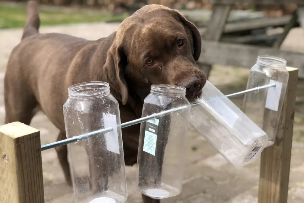 an image of Understanding Dog Enrichment