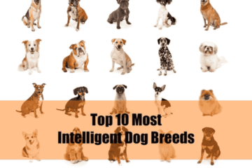 An image of Ranking of Highly Intelligent Dog Breeds