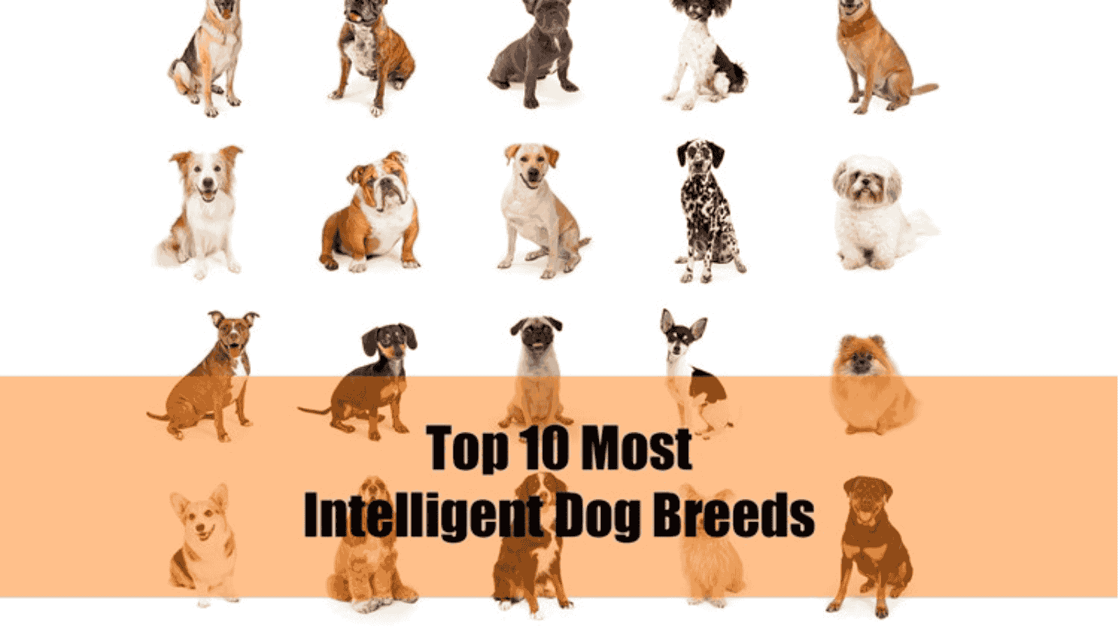 An image of Ranking of Highly Intelligent Dog Breeds