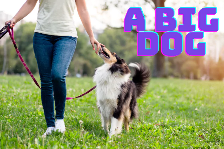 an image of 8 Things You Need To Know About Walking A Big Dog