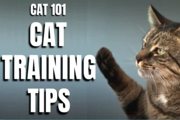 an image of Cat Training 101: Happy Cats Tips And Tricks