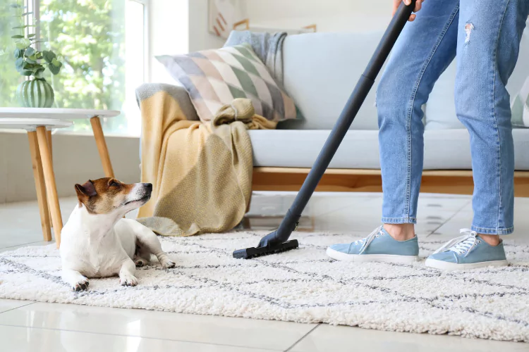 an image of 8 Ways: How To Remove Dog Hairs From Your Carpets