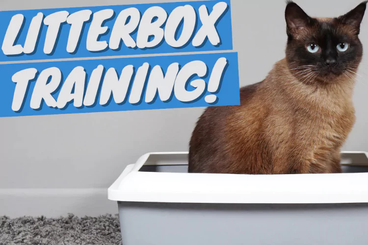 an image of Litter Box Training