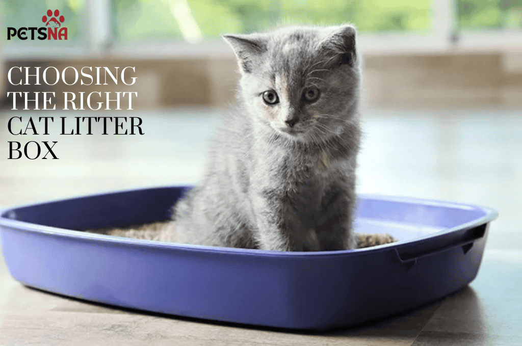 An image of Choosing the Right Cat Litter Box