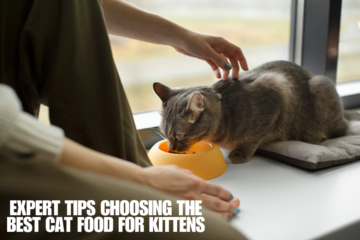 An image of An image of Expert Tips: Choosing the Best Cat Food for Kittens