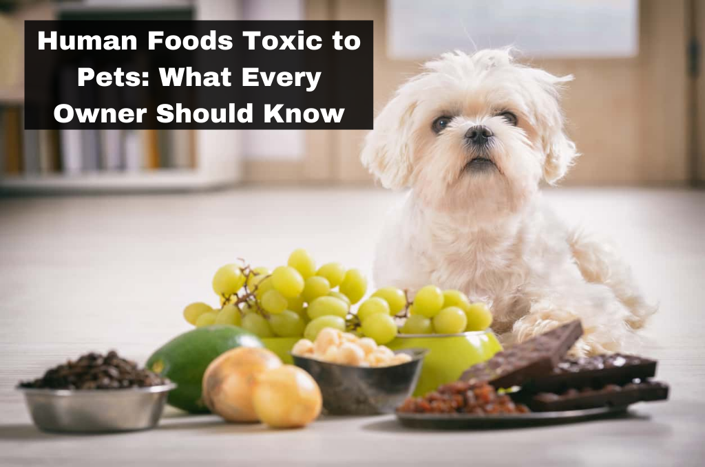 An Image of Human Foods Toxic to Pets: What Every Owner Should Know