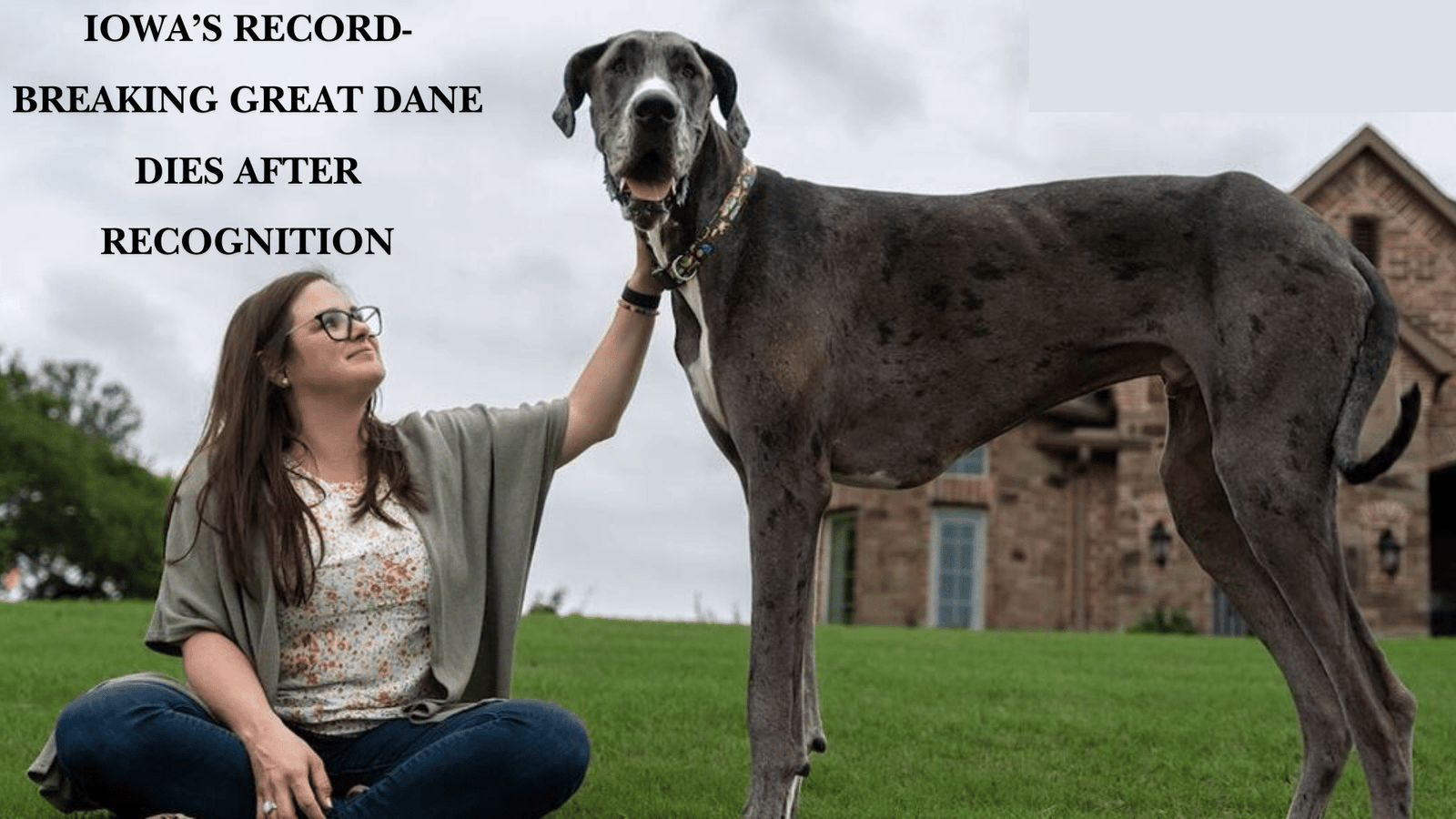 An image of Iowa's Record-Breaking Great Dane Dies After Recognition