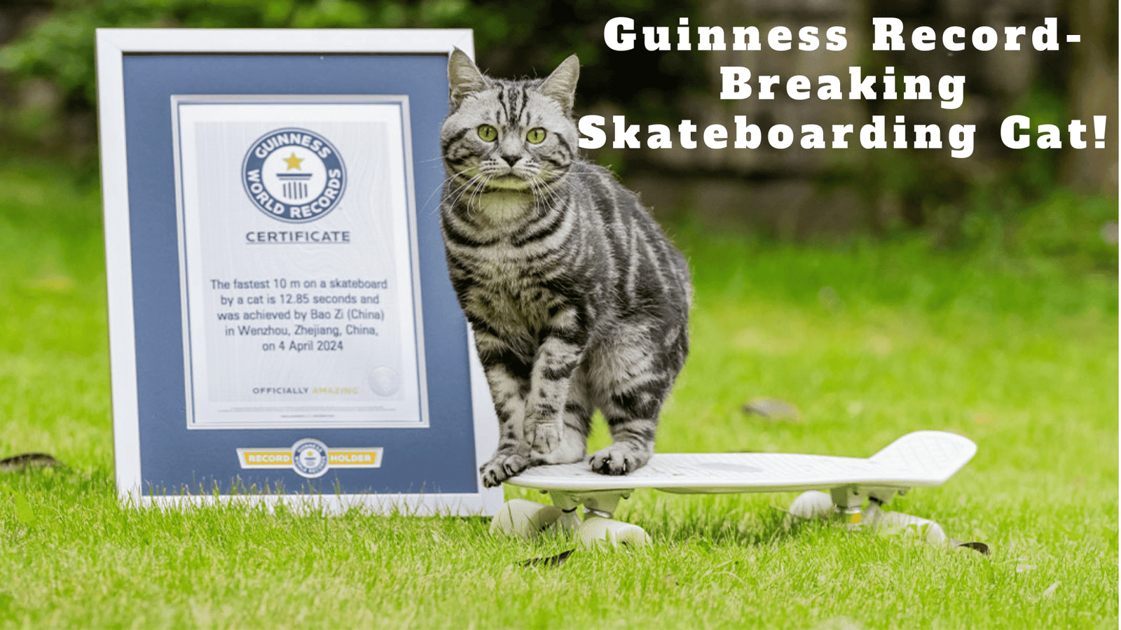 An image of Meet the Guinness Record-Breaking Skateboarding Cat!