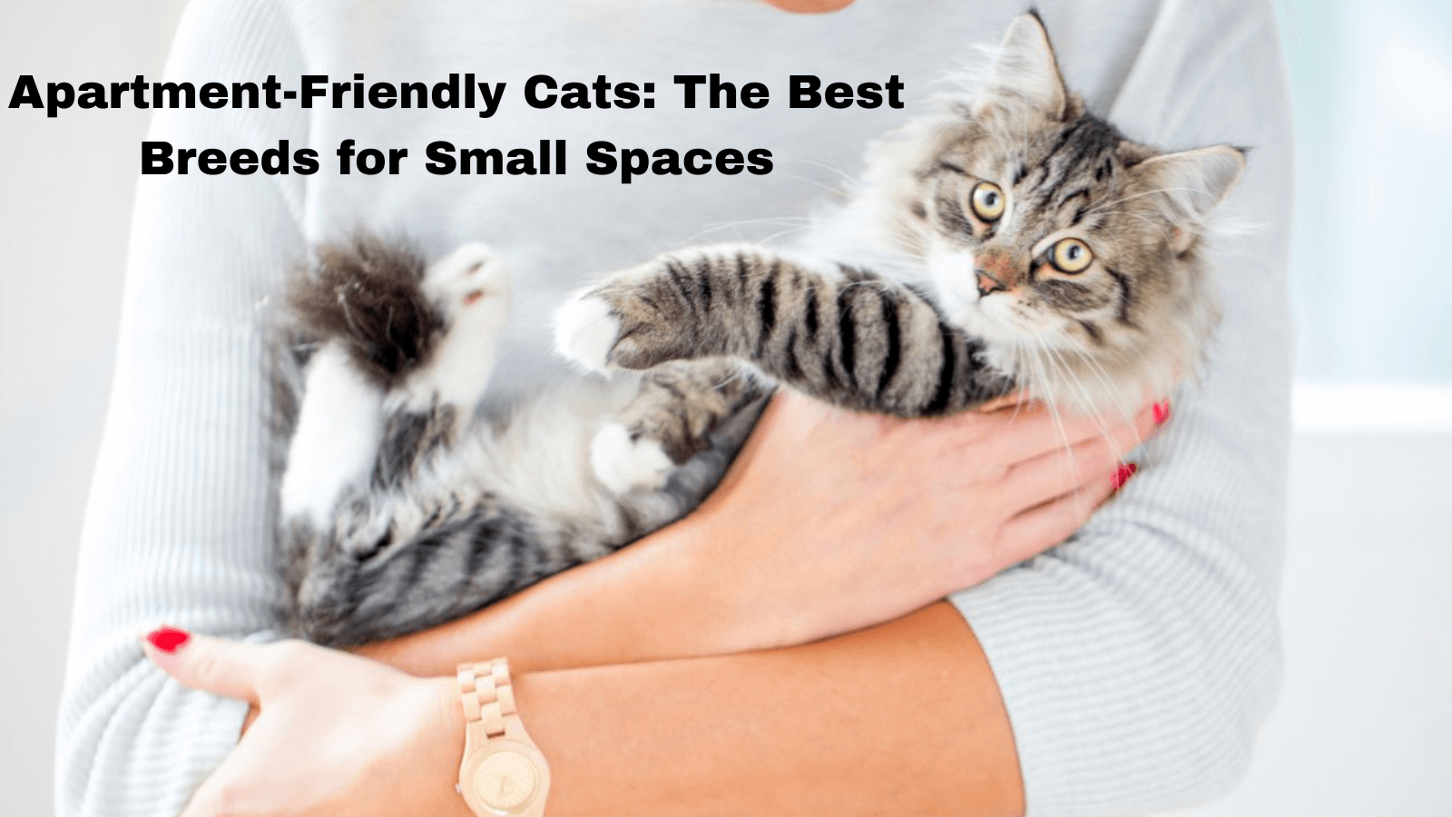 Apartment-Friendly Cats: The Best Breeds for Small Spaces