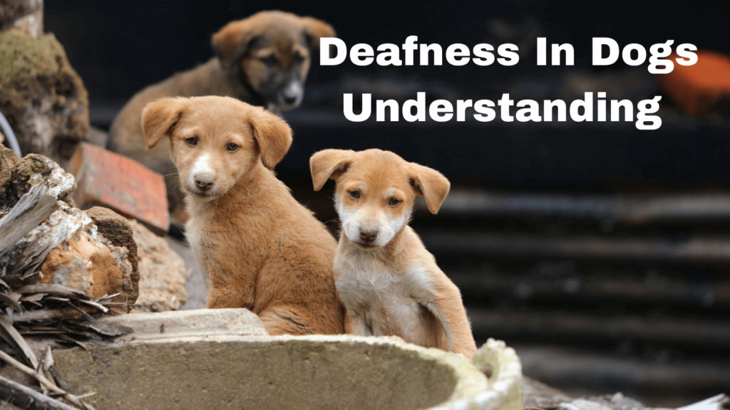 Deafness In Dogs: Understanding