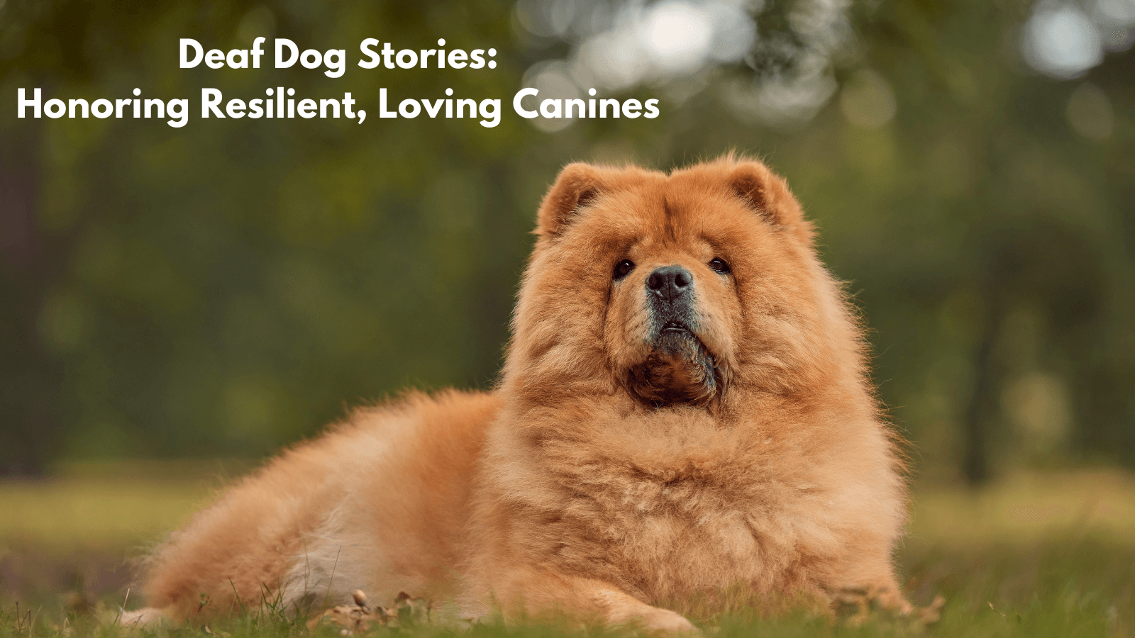 Deaf Dog Stories: Honoring Resilient, Loving Canines