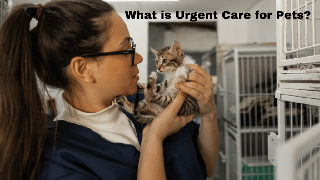 What is Urgent Care for Pets