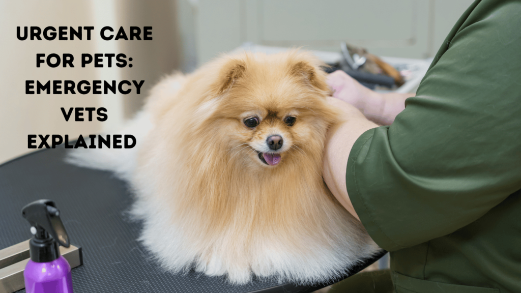 Urgent Care for Pets: Emergency Vets Explained