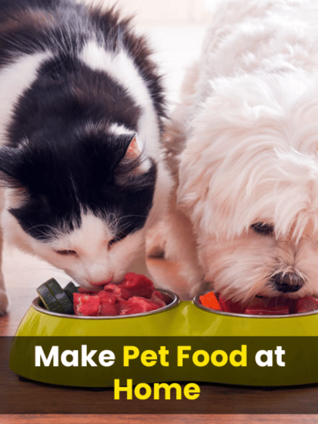 Pet Nutrition Revolution: Should You Make Pet Food at Home?