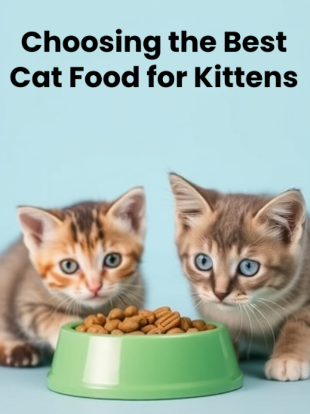 an image of 5 Expert Tips: Choosing the Best Cat Food for Kittens