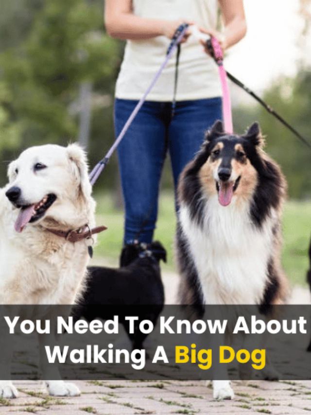 an image of 8 Things You Need To Know About Walking A Big Dog