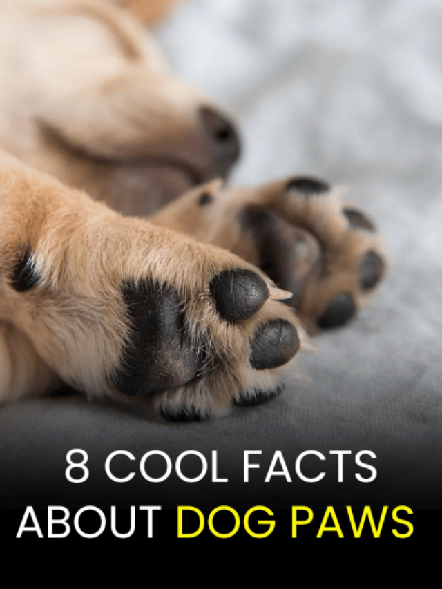 8 Cool Facts About Dog Paws