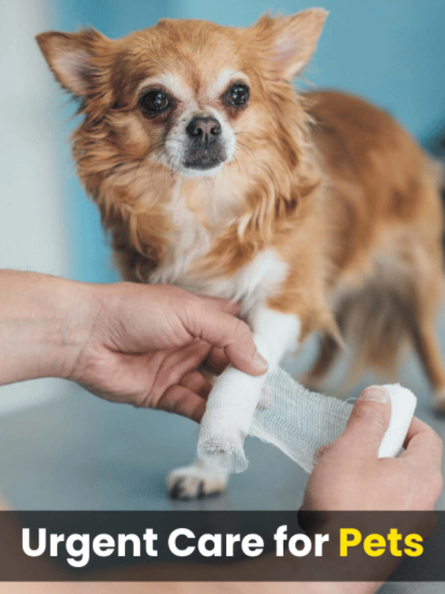 Urgent Care for Pets: Emergency Vets Explained