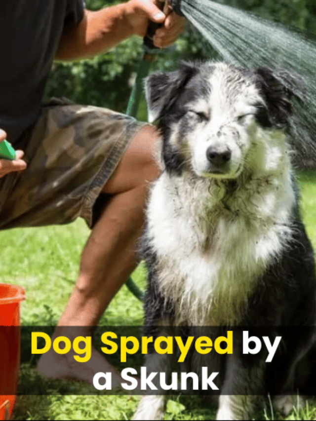 Dog Sprayed by a Skunk? Expert Tips for Odor Removal