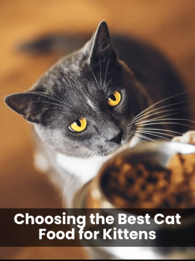 5 Expert Tips: Choosing the Best Cat Food for Kittens