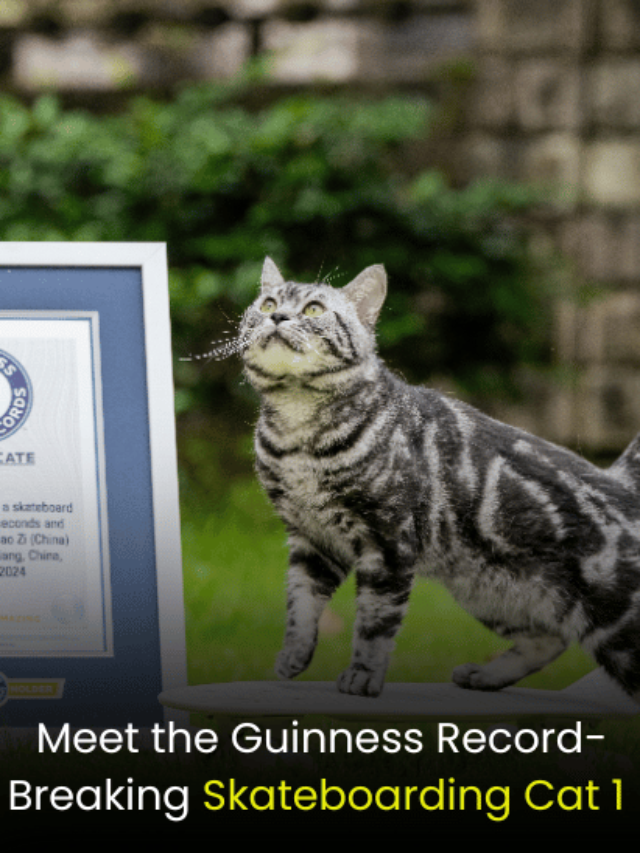 an image of Meet the Guinness Record-Breaking Skateboarding Cat 1