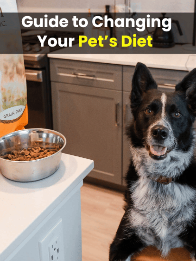 AN IMAGE OF Happy Tummies: A Guide to Changing Your Pet’s Diet