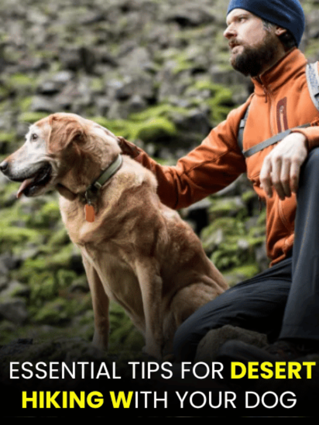 an image of Tips for Desert Hiking with Your Dog