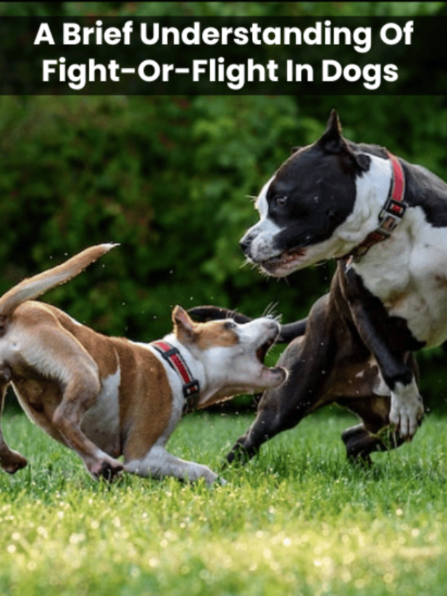 AN IMAGE OF A Brief Understanding Of Fight-Or-Flight In Dogs