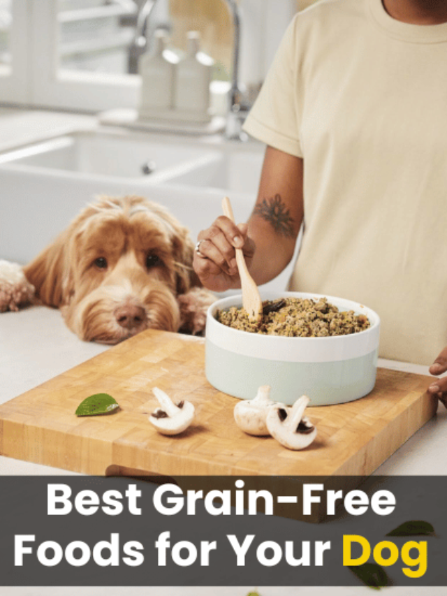 Pet Nutrition Unleashed: Best Grain-Free Foods for Your Dog