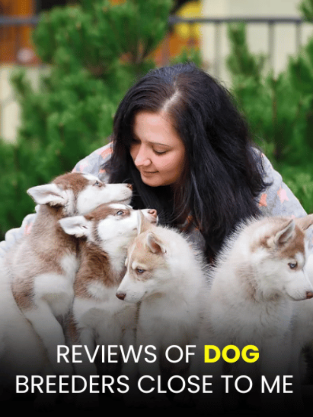 an image of Reviews of Dog Breeders Close to Me